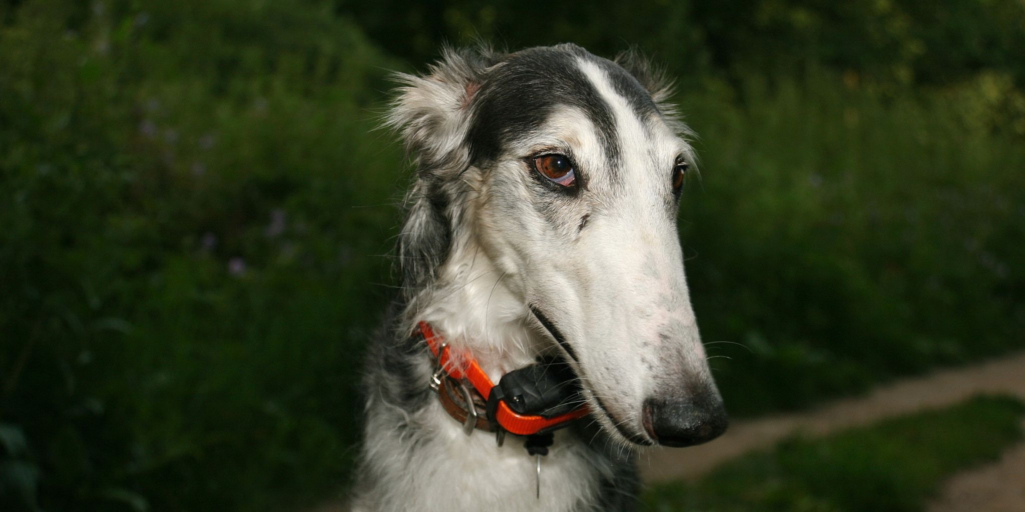 Canon EF 35-135mm f/3.5-4.5 sample photo. Saluki photography