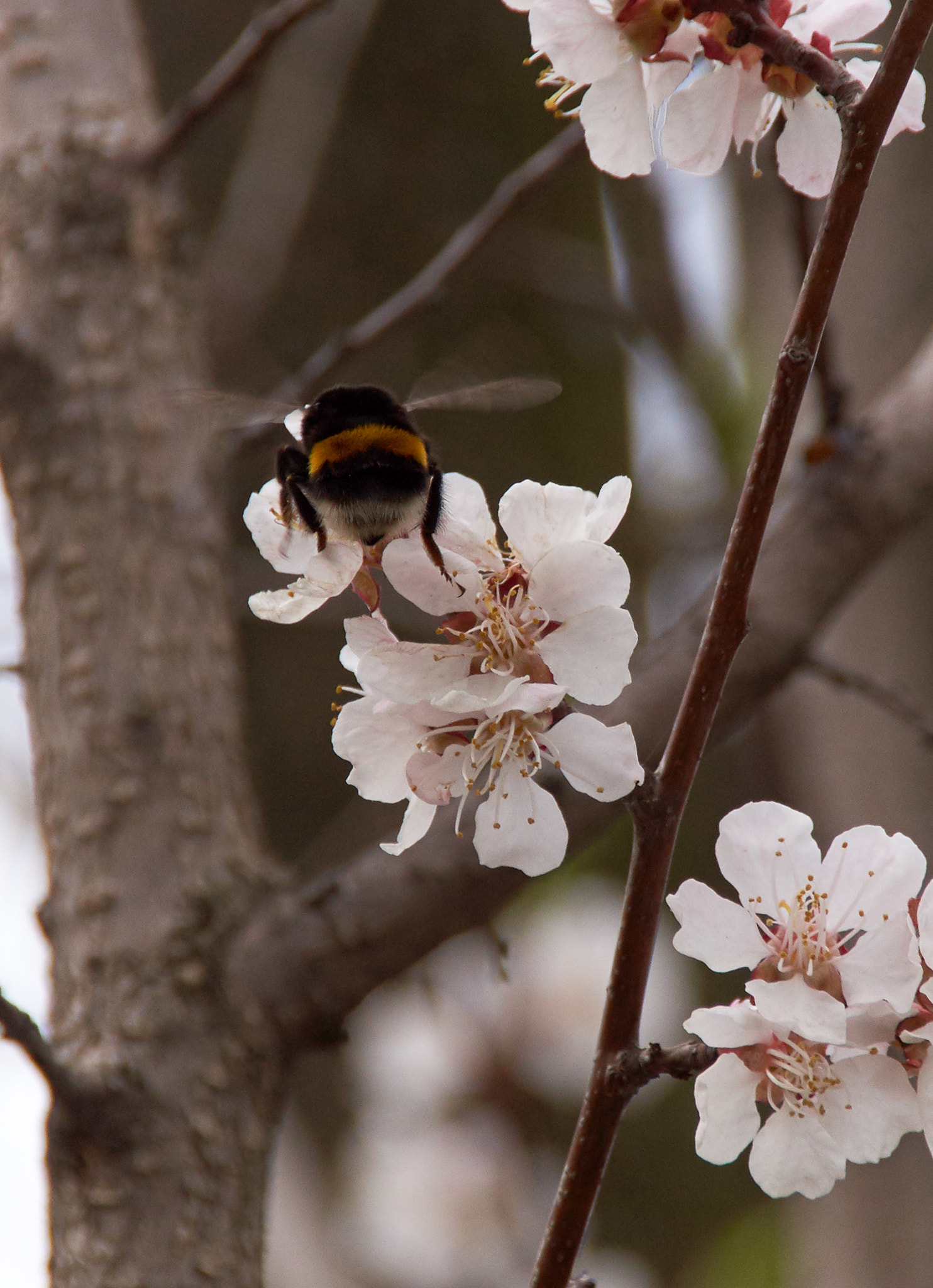 Sony SLT-A37 + Sony DT 18-250mm F3.5-6.3 sample photo. Bumblebee photography