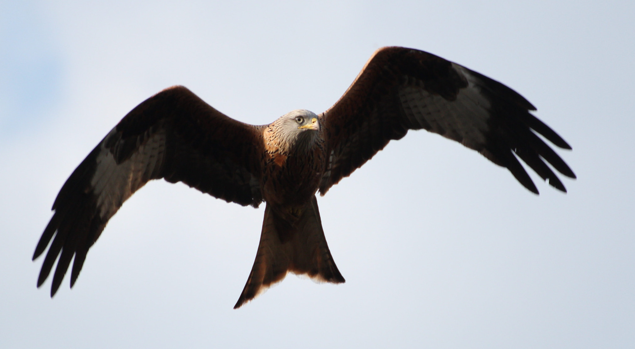 Canon EOS 600D (Rebel EOS T3i / EOS Kiss X5) + Canon 70-300mm sample photo. Red kite overhead photography
