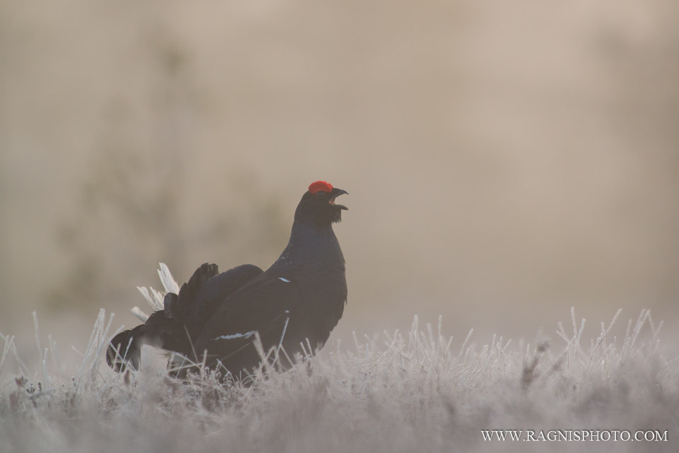 Nikon AF-S Nikkor 300mm F2.8G ED VR II sample photo. Misty morning photography