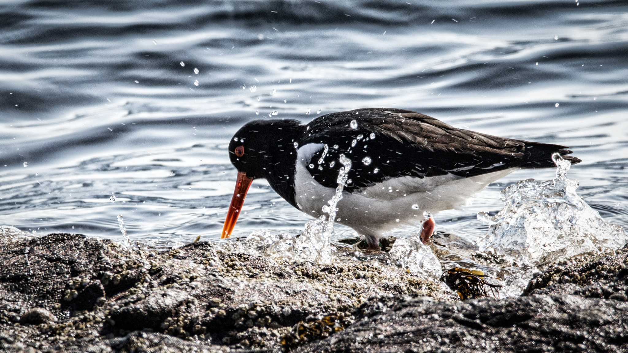 Sigma 150-600mm F5-6.3 DG OS HSM | C sample photo. A hard life for an oystercatcher photography
