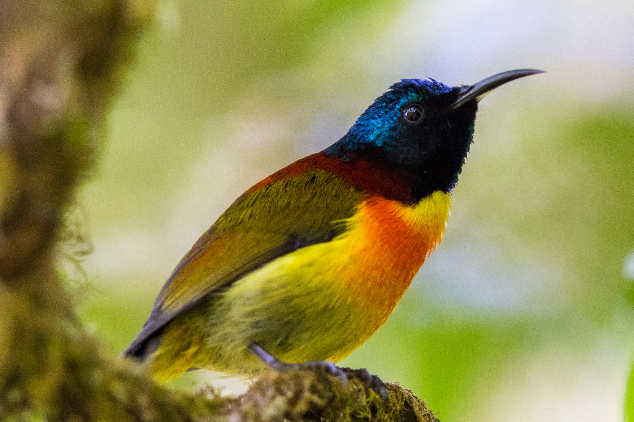 Canon EF 400mm F2.8L IS II USM sample photo. Colorful of green-tailed sunbird photography