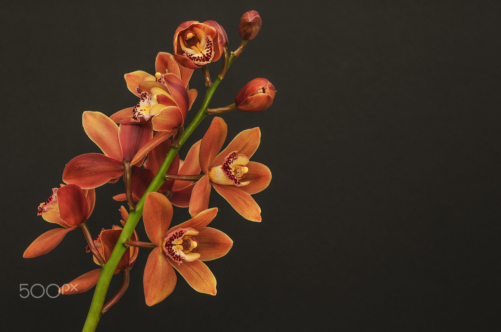 Nikon AF-S Micro-Nikkor 60mm F2.8G ED sample photo. Orchid photography