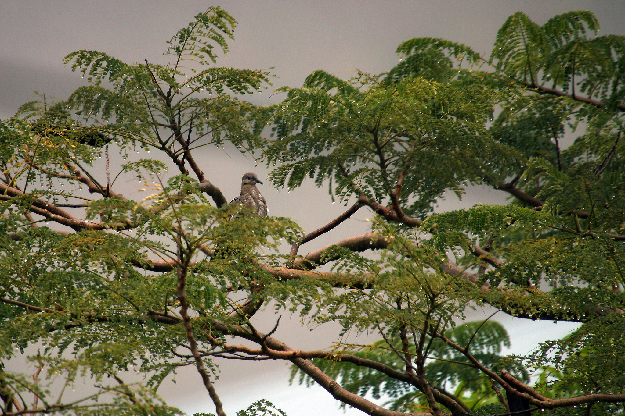 Canon EOS-1D Mark II N sample photo. Plain pigeon / paloma sabanera photography