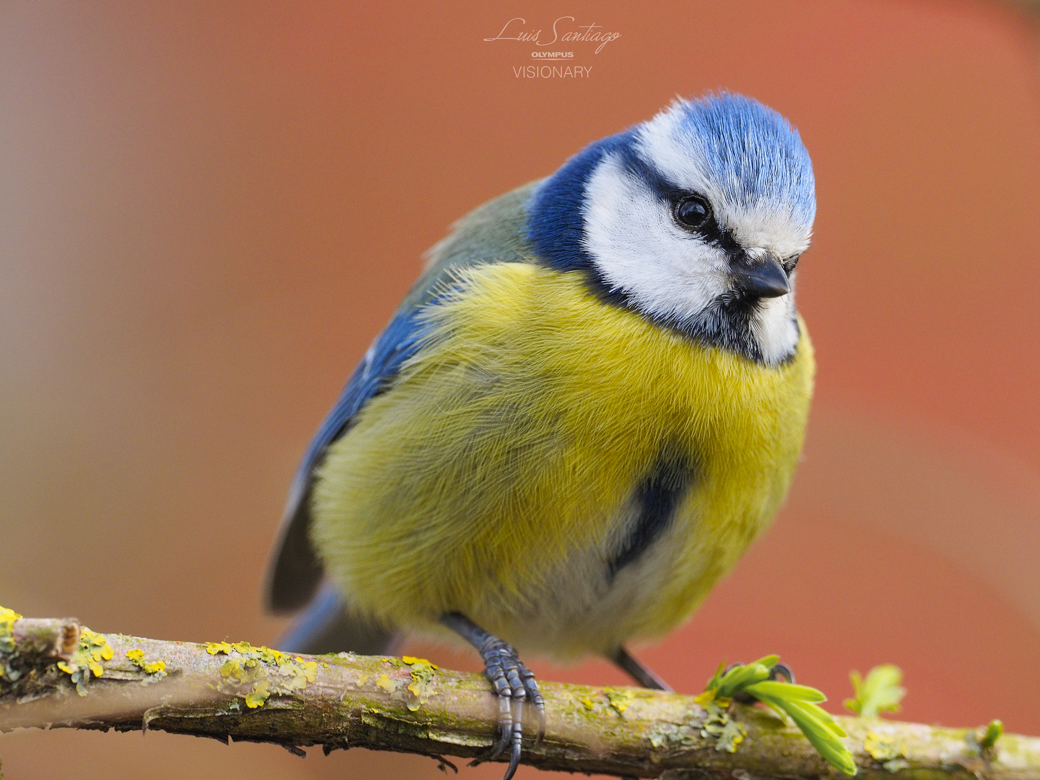 Olympus OM-D E-M1 + M.300mm F4.0 + MC-14 sample photo. Cyanistes caeruleus- test olympus 300 f4 is pro photography