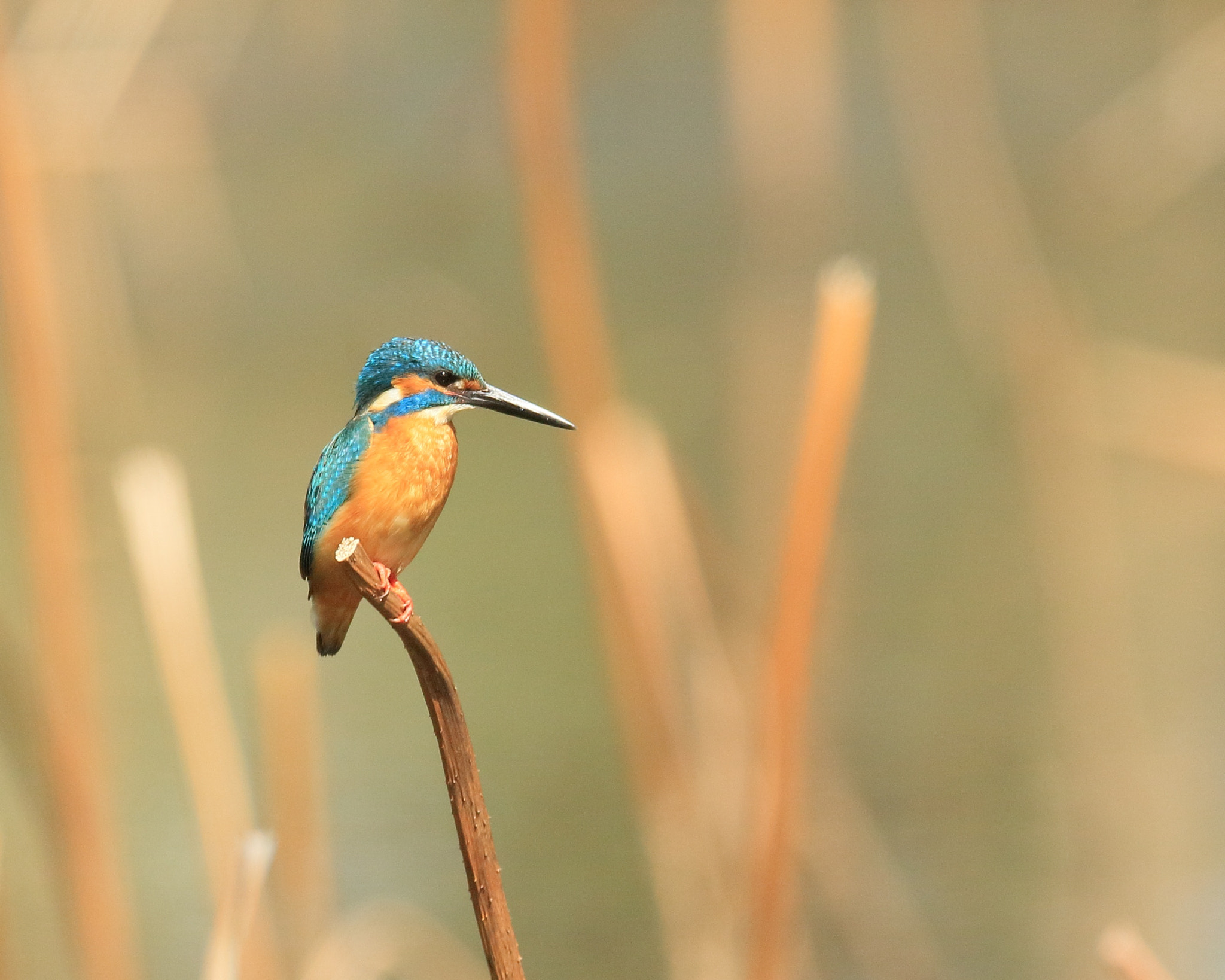 Canon EF 400mm F2.8L IS II USM sample photo. カワセミ   待機− photography