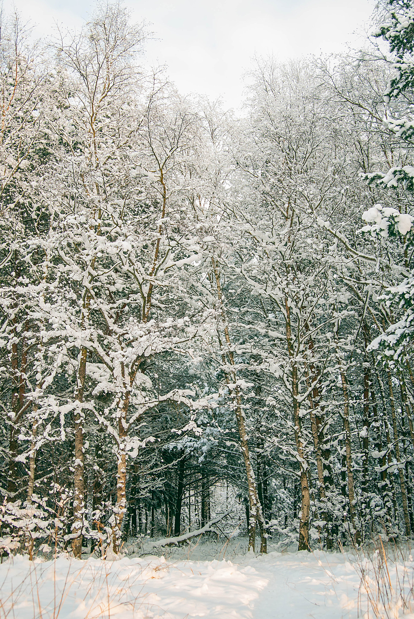 Sigma 28-70mm F2.8 EX DG sample photo. Winter forest in the sun photography