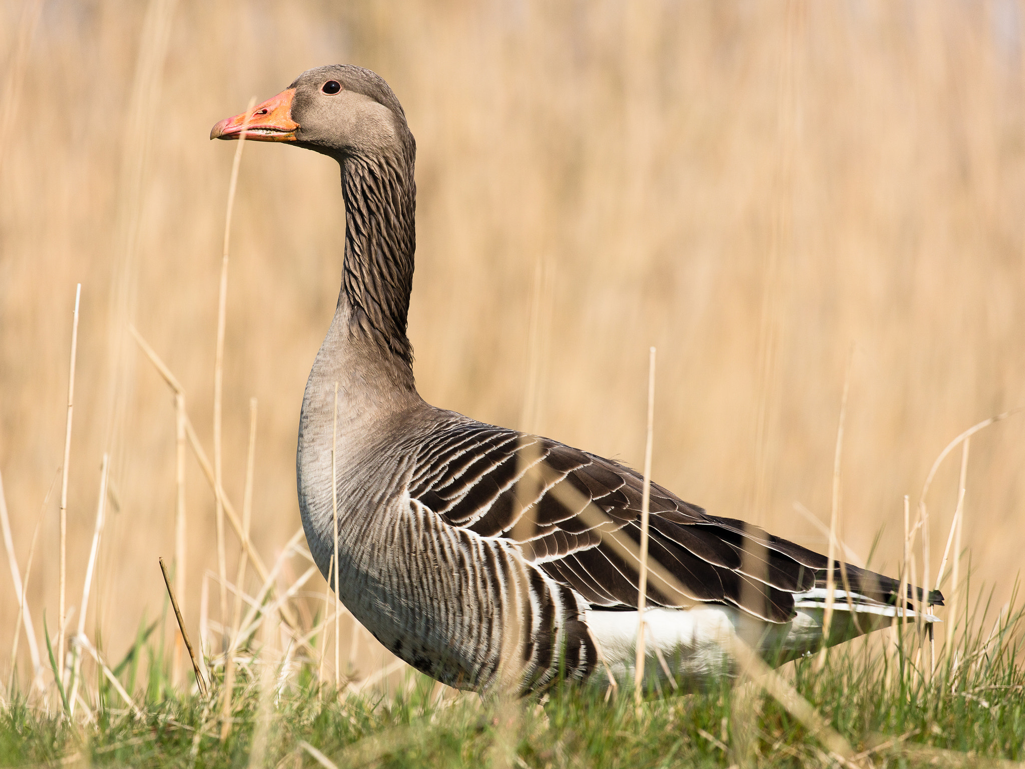 Canon EF 100-400mm F4.5-5.6L IS II USM sample photo. Pretty greylag photography