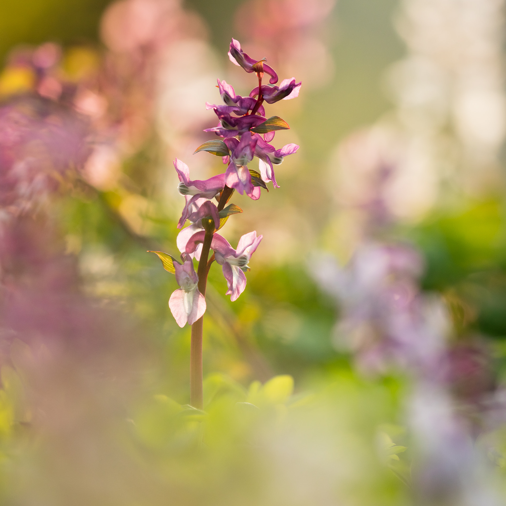 Canon EF 100-400mm F4.5-5.6L IS II USM sample photo. Corydalis with bokeh! photography