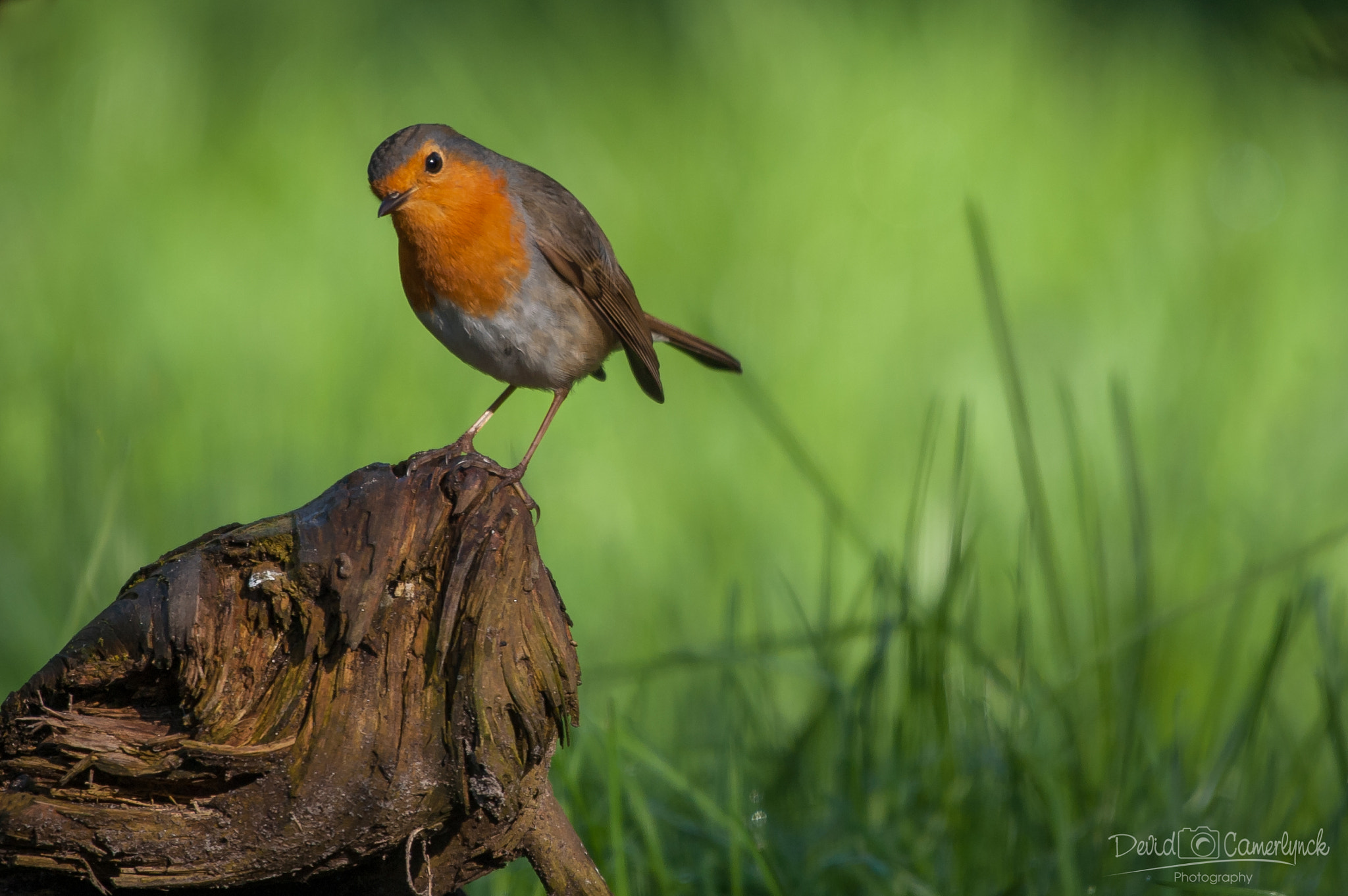 Nikon AF-S Nikkor 200-500mm F5.6E ED VR sample photo. Red robin i photography