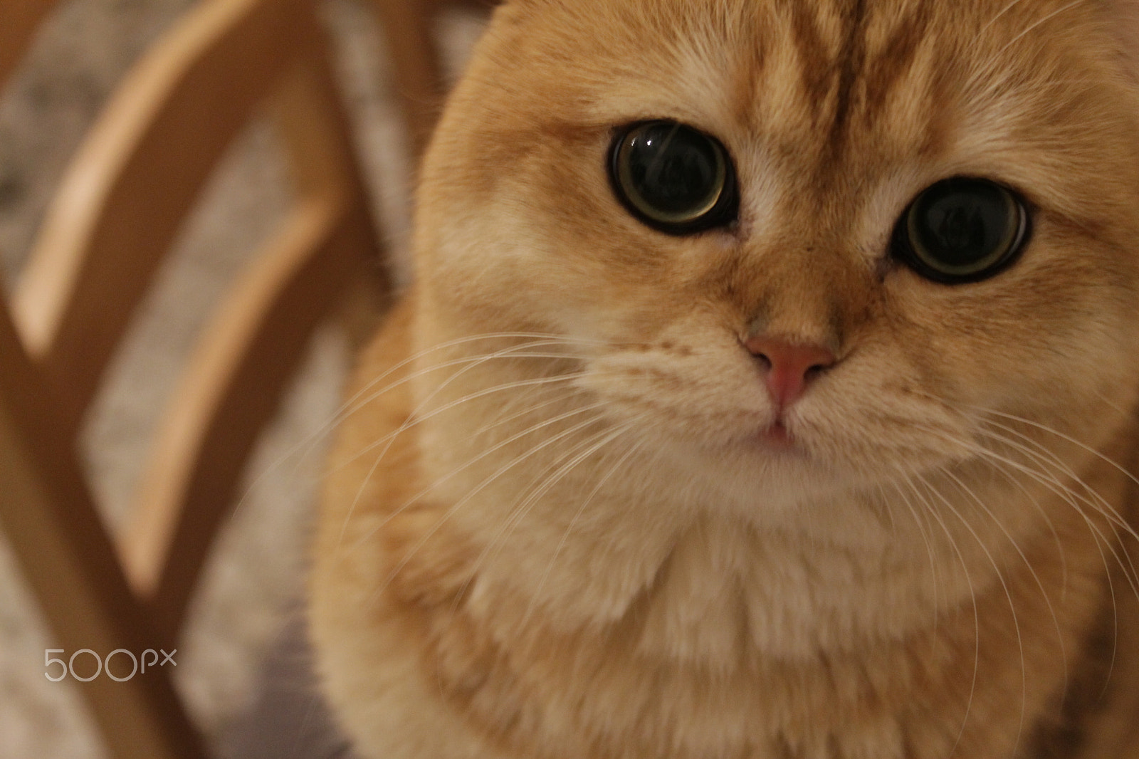 Canon EOS 1100D (EOS Rebel T3 / EOS Kiss X50) sample photo. Again? photography