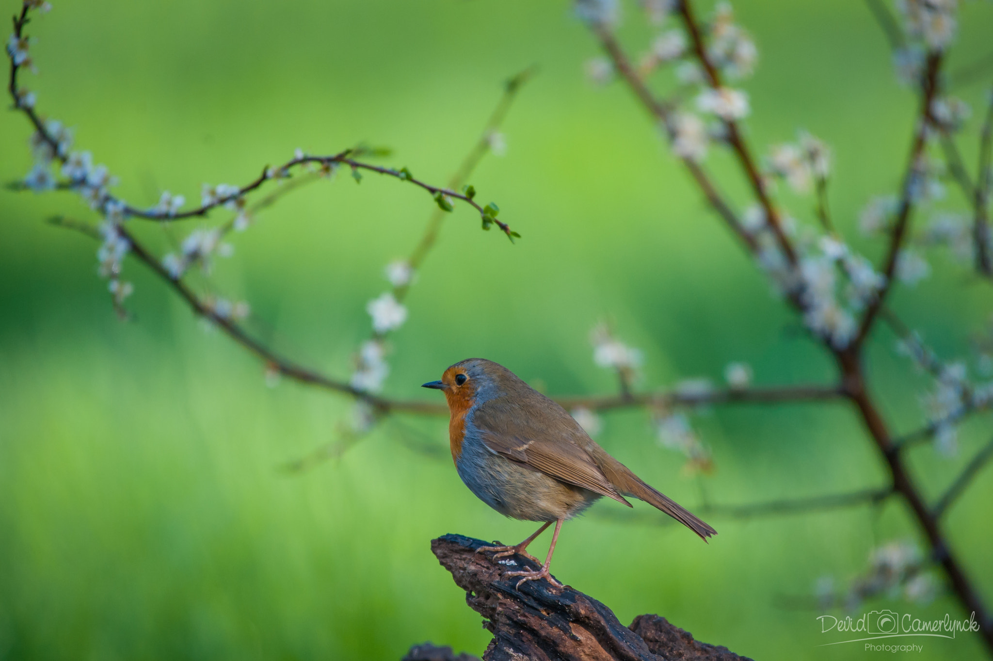 Nikon AF-S Nikkor 200-500mm F5.6E ED VR sample photo. Red robin ii photography