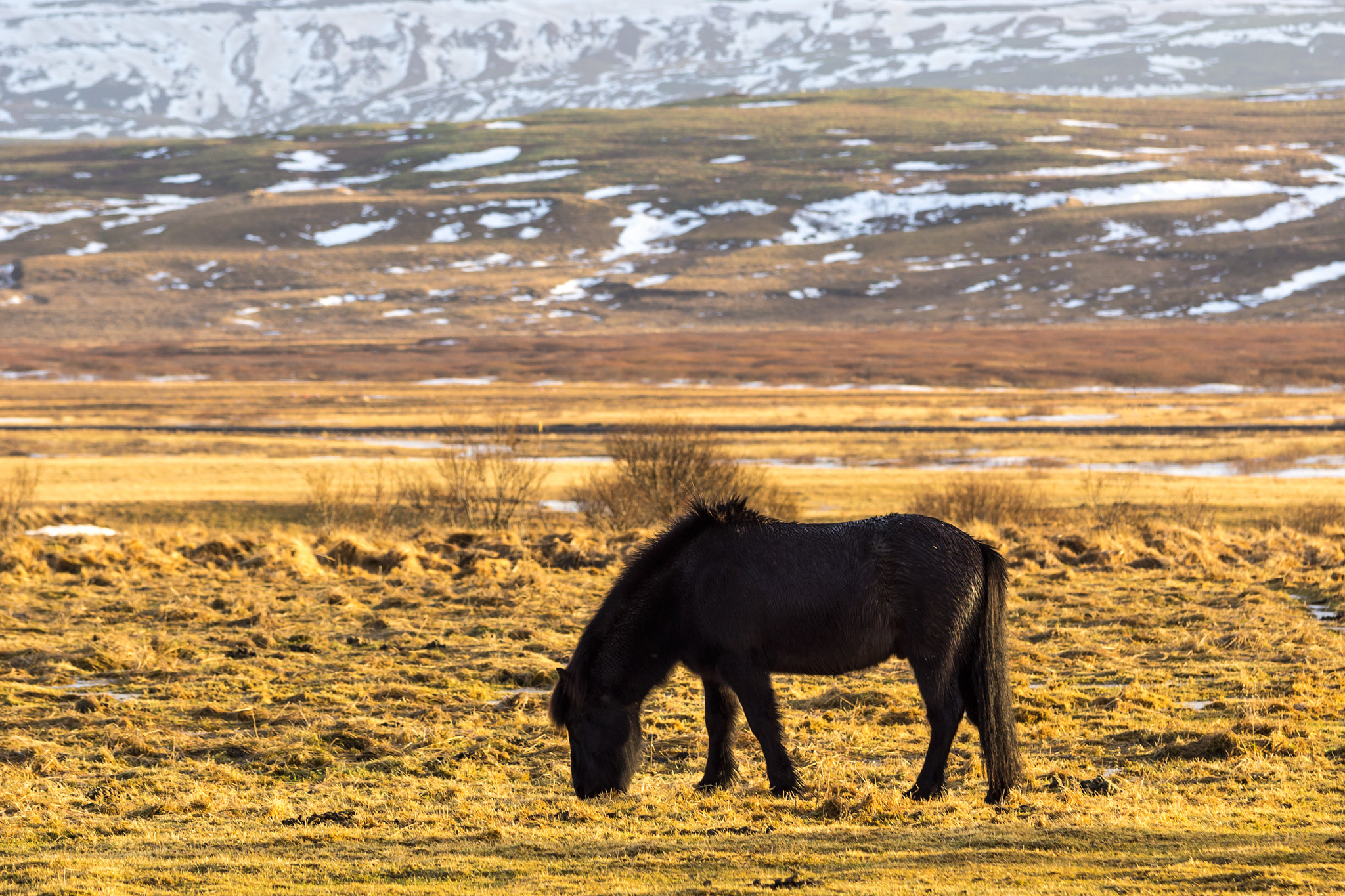 Sony SLT-A77 + Tamron SP AF 70-200mm F2.8 Di LD (IF) MACRO sample photo. Lonely iceland horse photography