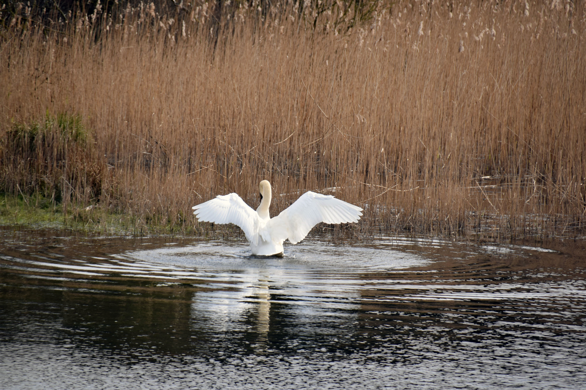 Sigma 18-250mm F3.5-6.3 DC Macro OS HSM sample photo. Waving swan photography