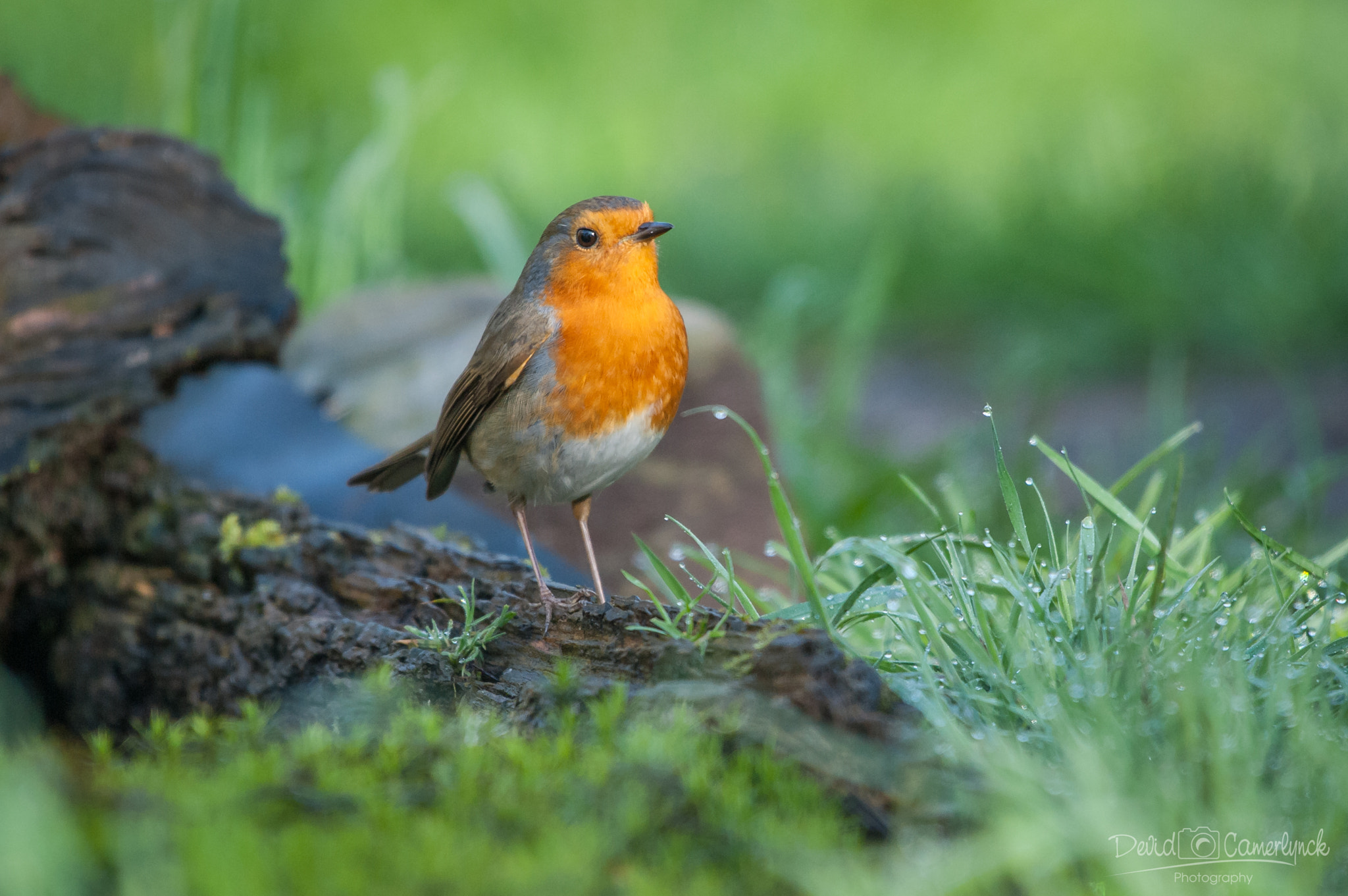 Nikon AF-S Nikkor 200-500mm F5.6E ED VR sample photo. Red robin iii photography