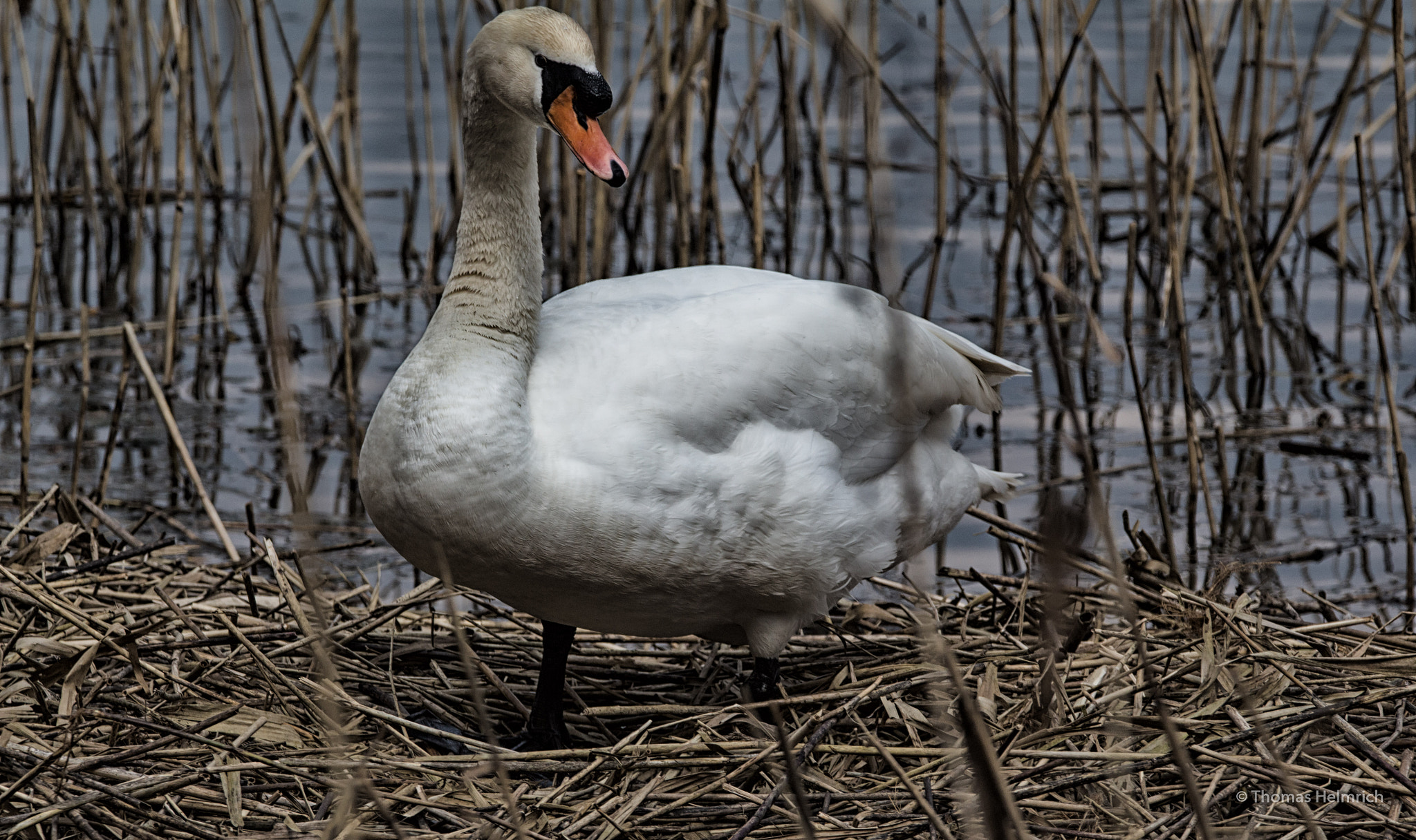 Sigma 150-600mm F5-6.3 DG OS HSM | C sample photo. Am teich photography