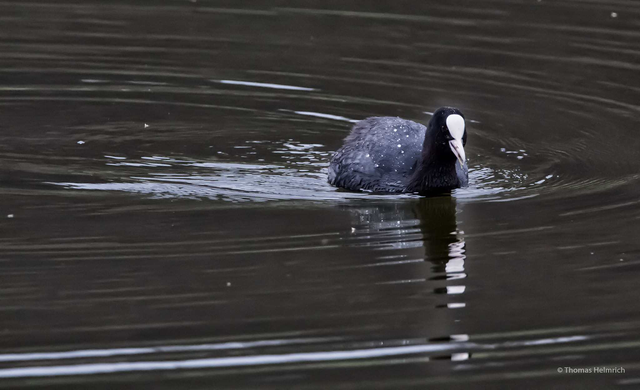Sigma 150-600mm F5-6.3 DG OS HSM | C sample photo. Am teich photography