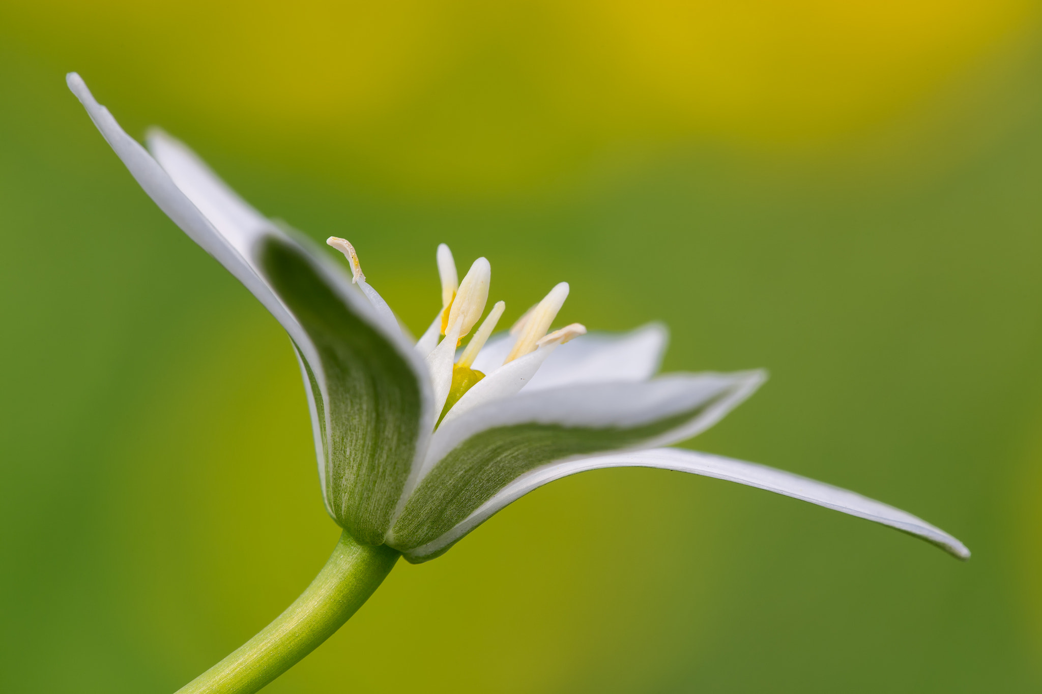 Canon EF 180mm F3.5L Macro USM sample photo. Ornithogalum flower photography