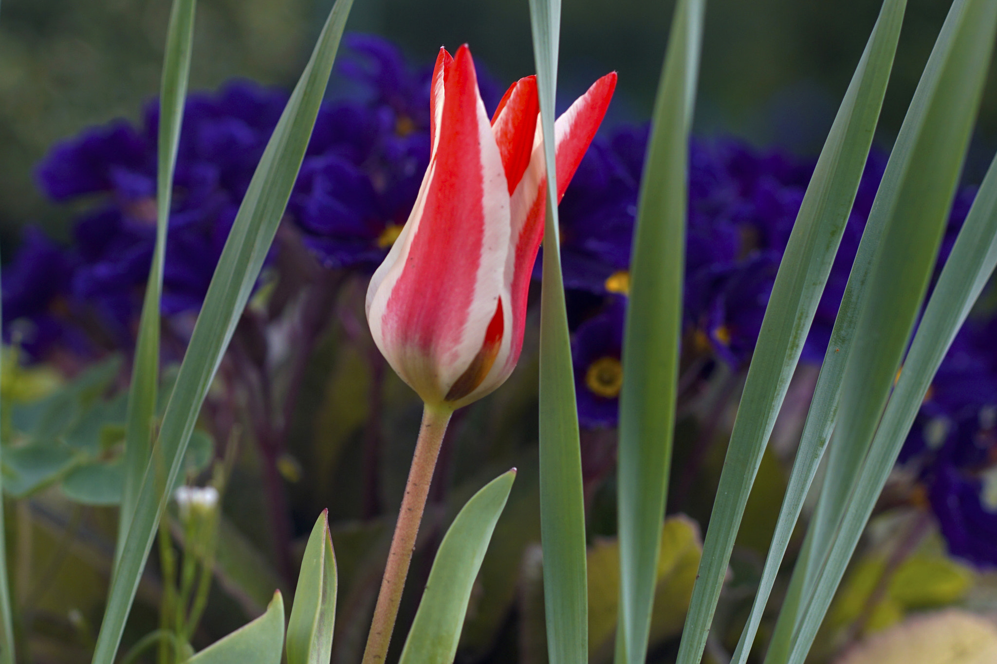 MACRO 50mm F2.8 sample photo. Frühe tulpe photography