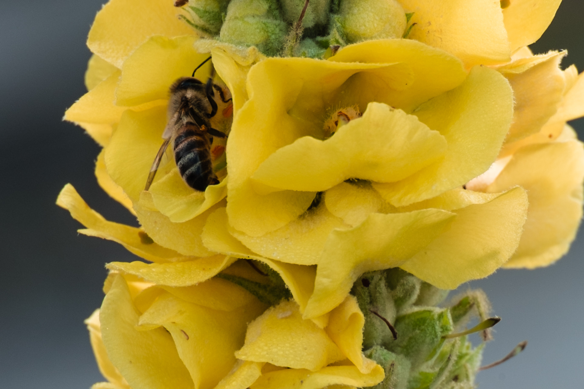 Fujifilm X-M1 + Fujifilm XC 50-230mm F4.5-6.7 OIS sample photo. Bee at work photography