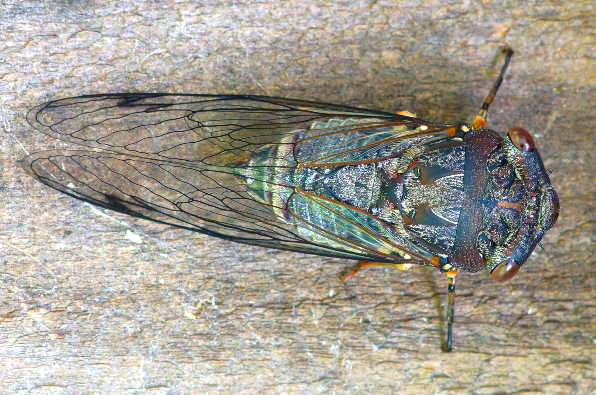 Sony Alpha NEX-5N + Tamron SP AF 90mm F2.8 Di Macro sample photo. Cicada photography