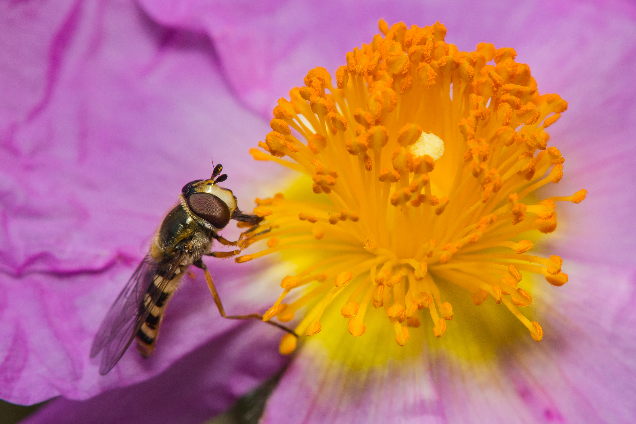 Tamron SP AF 180mm F3.5 Di LD (IF) Macro sample photo. Hover fly photography
