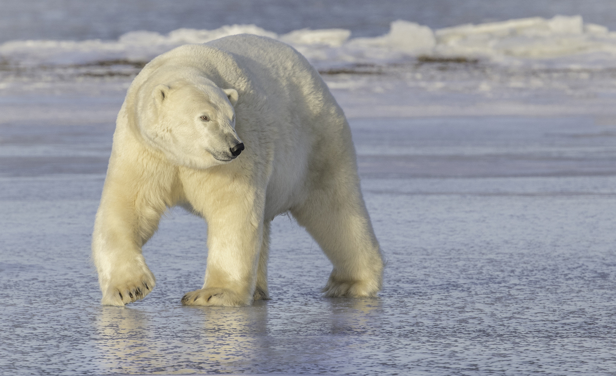 Canon EF 200-400mm F4L IS USM Extender 1.4x sample photo. Polar bear photography