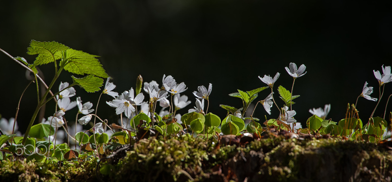 Sigma 50-500mm F4.5-6.3 DG OS HSM sample photo. Wood sorrel photography