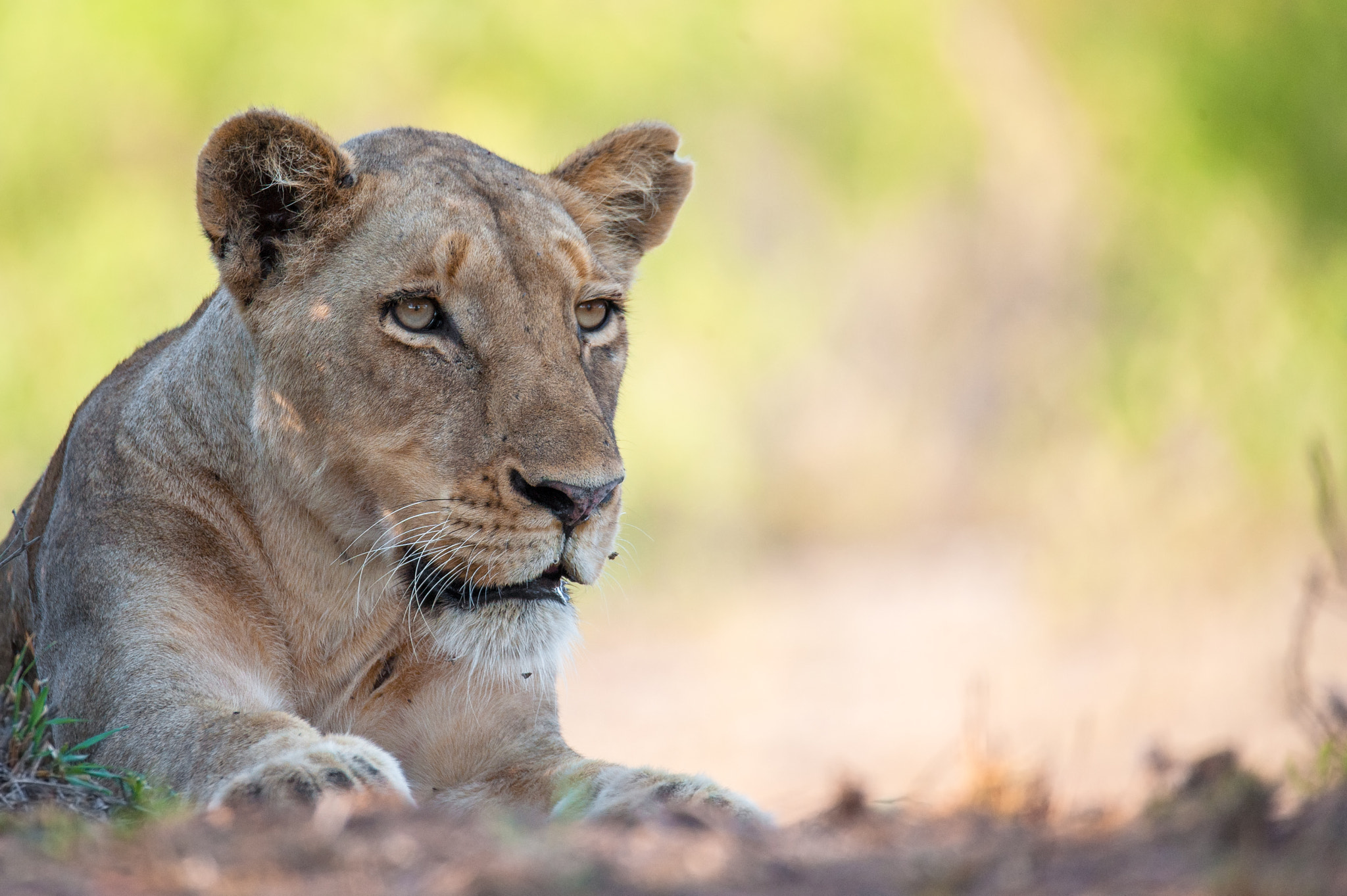 Sigma 150-600mm F5-6.3 DG OS HSM | S sample photo. Lioness photography