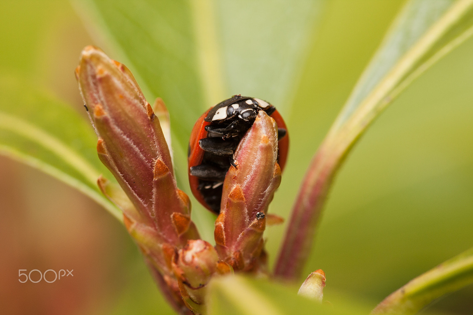 Sigma 105mm F2.8 EX DG OS HSM sample photo. Ladybird on flower photography