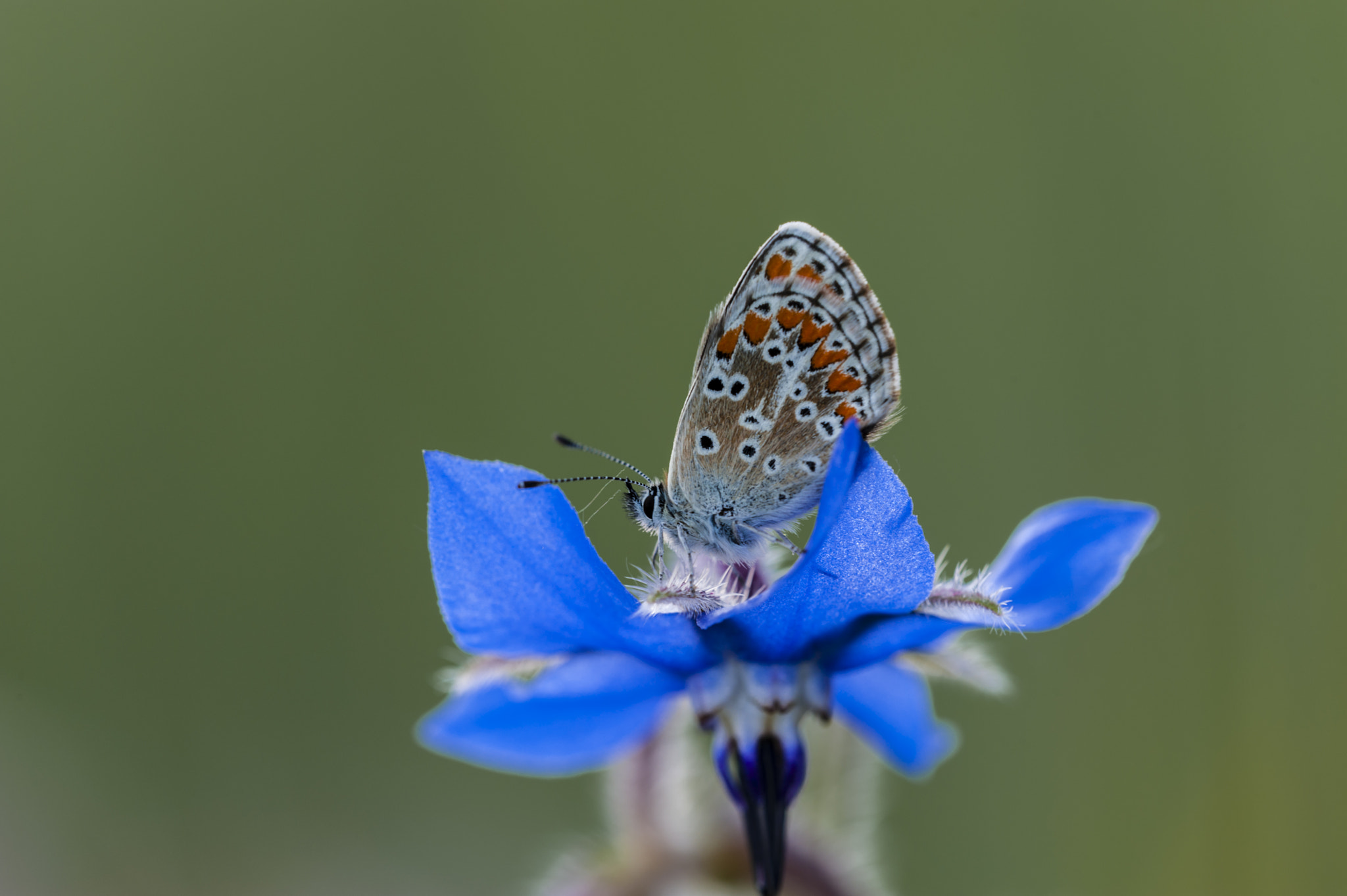 Sigma APO Macro 180mm F3.5 EX DG HSM sample photo. Una mariposilla photography