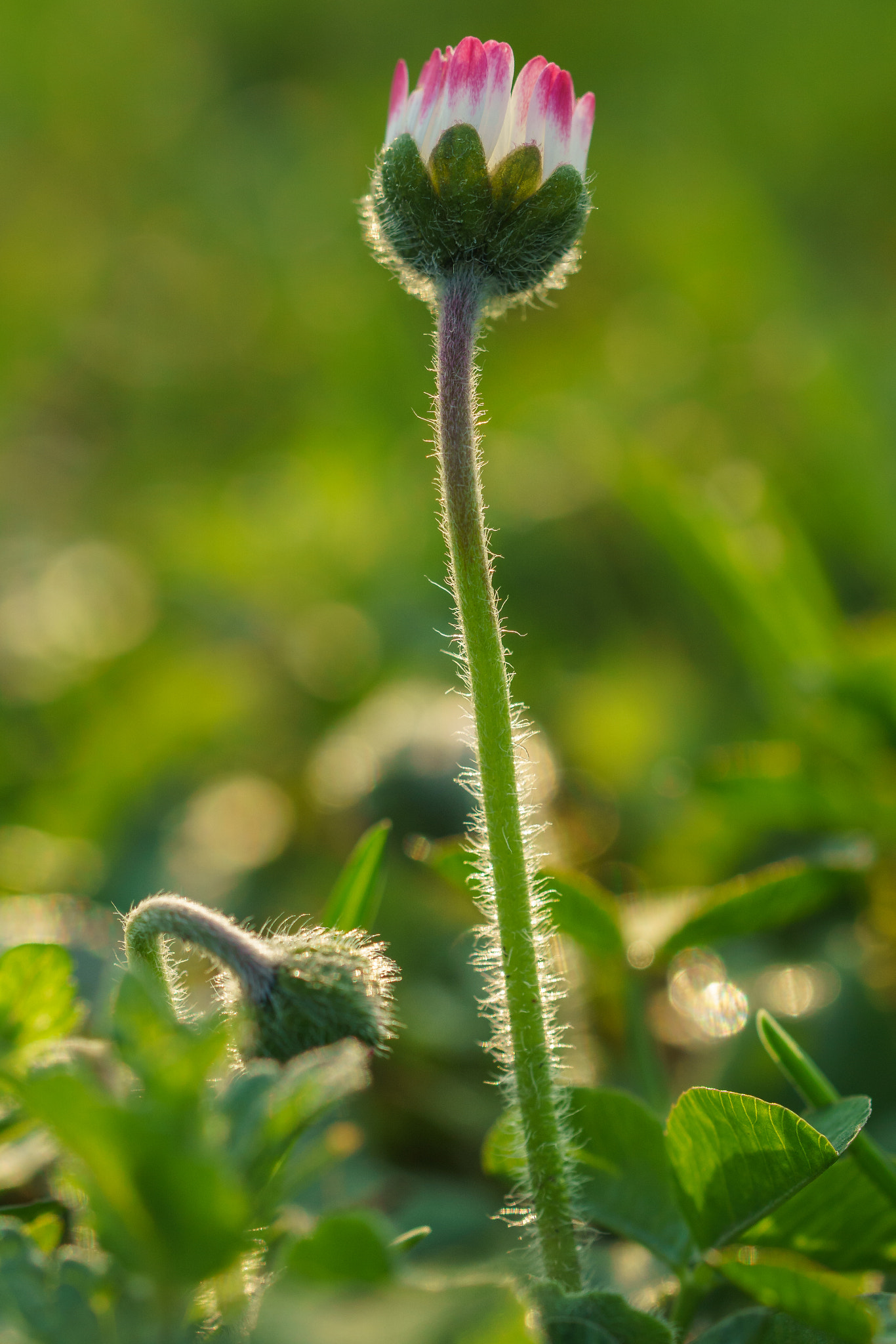 Sony a6000 + 90mm F2.8 Macro SSM sample photo. Macro flower photography