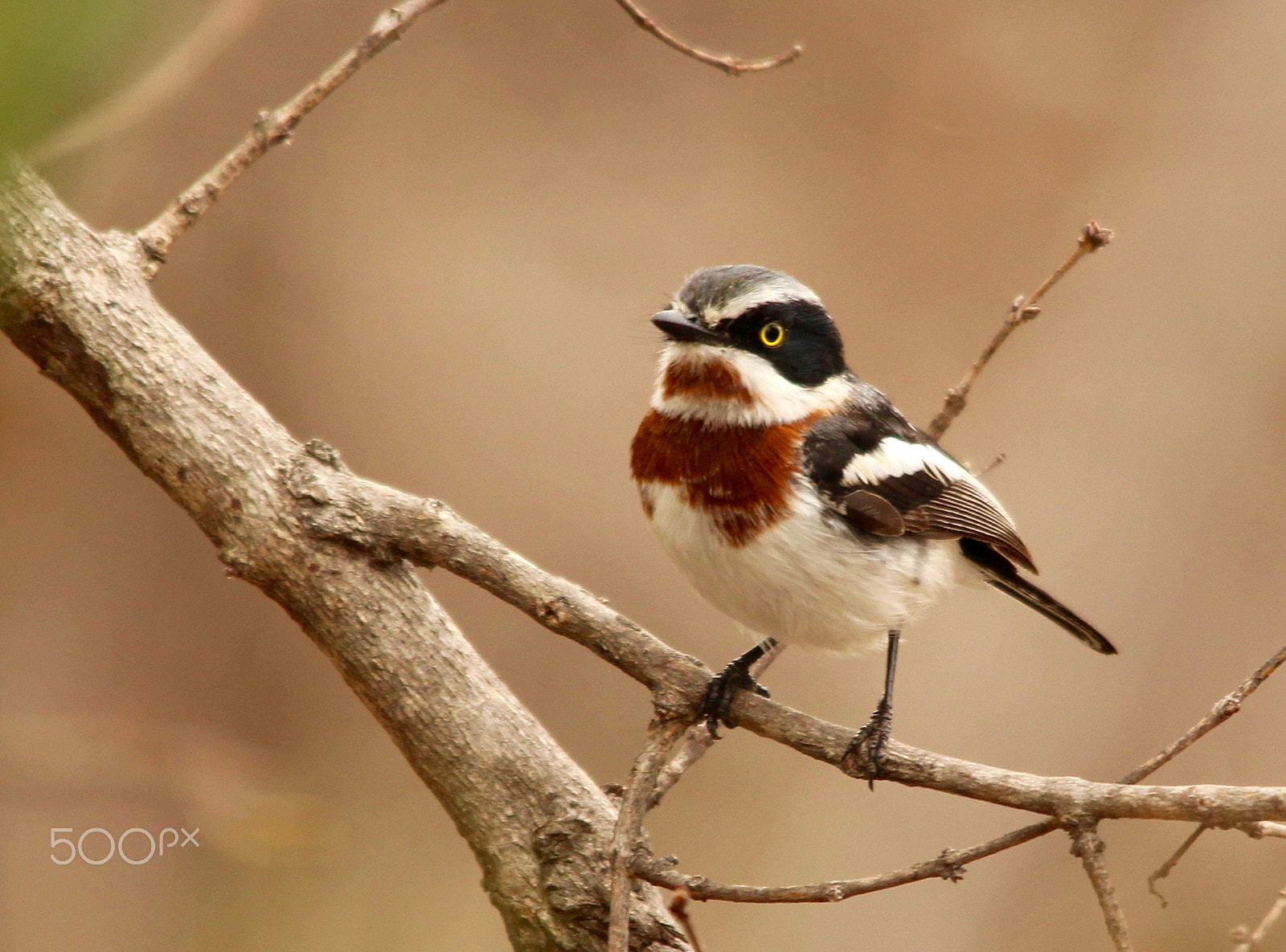 Sigma 150-500mm F5-6.3 DG OS HSM sample photo. Chinspot batis photography
