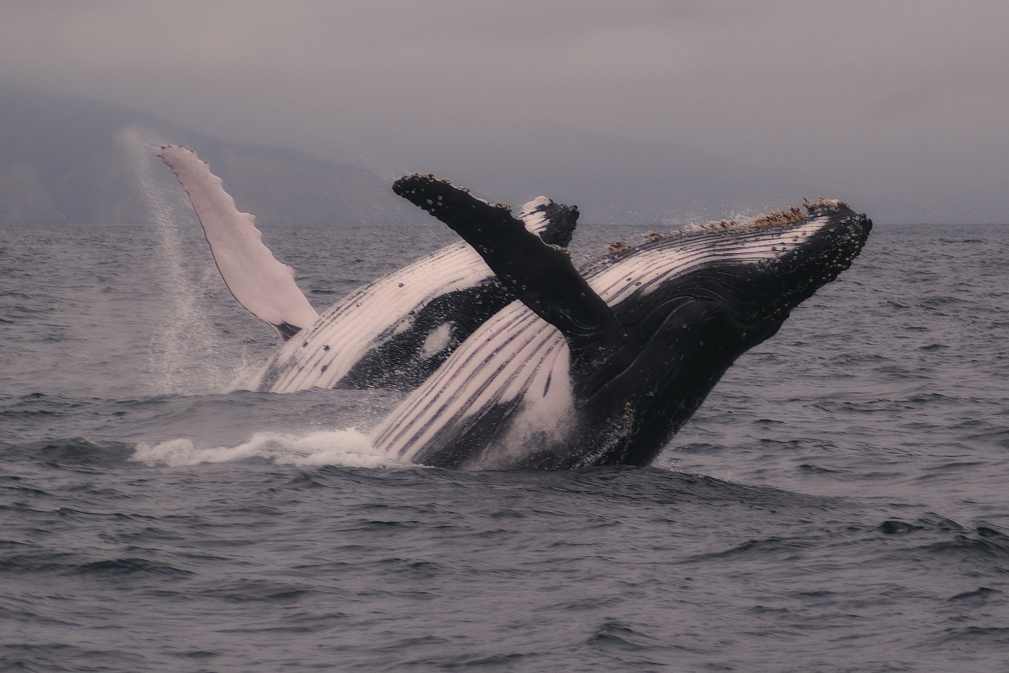 smc PENTAX-F 100-300mm F4.5-5.6 sample photo. Mirrored double breach photography