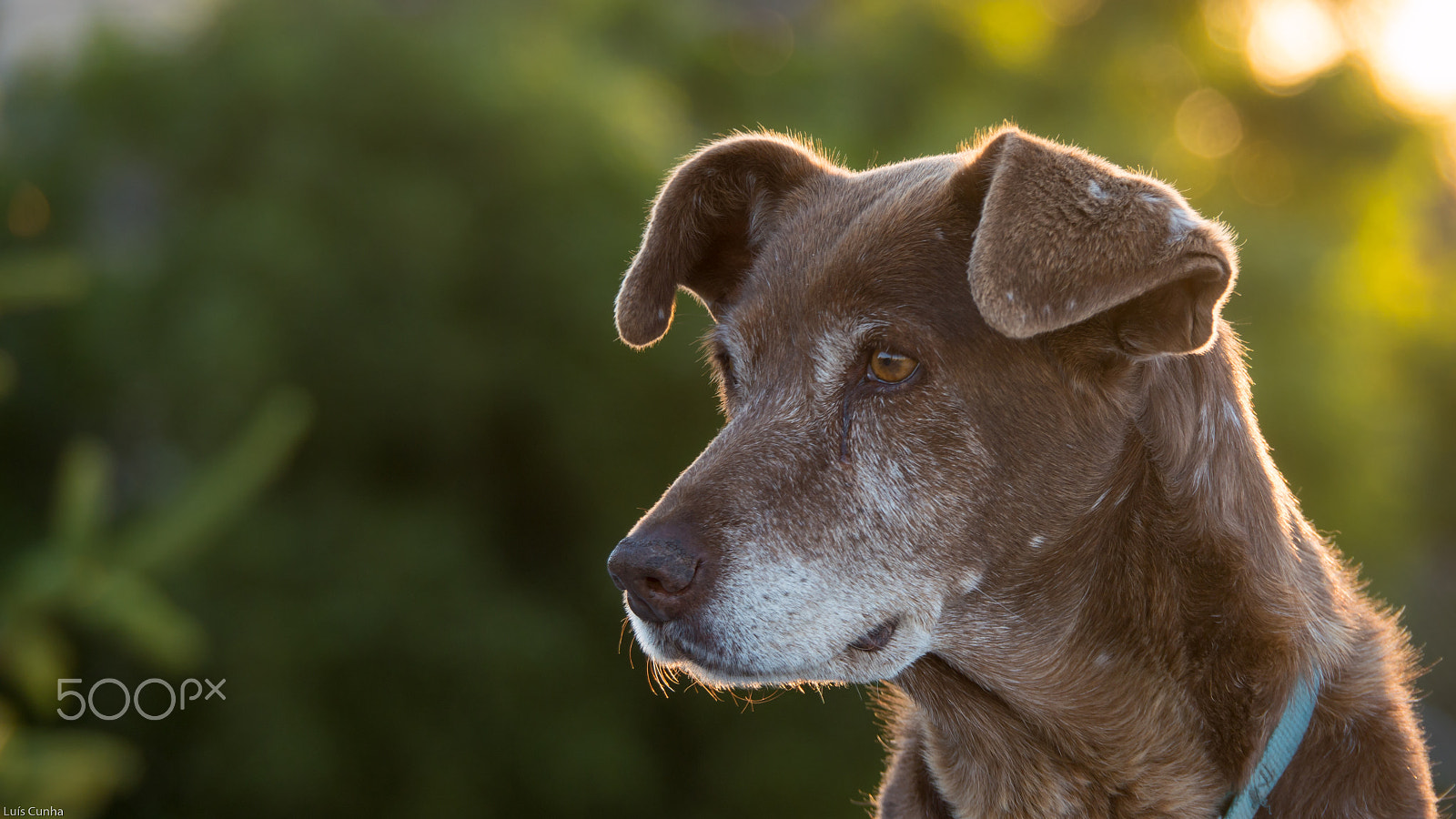 Panasonic Lumix DMC-GH4 sample photo. My luna photography