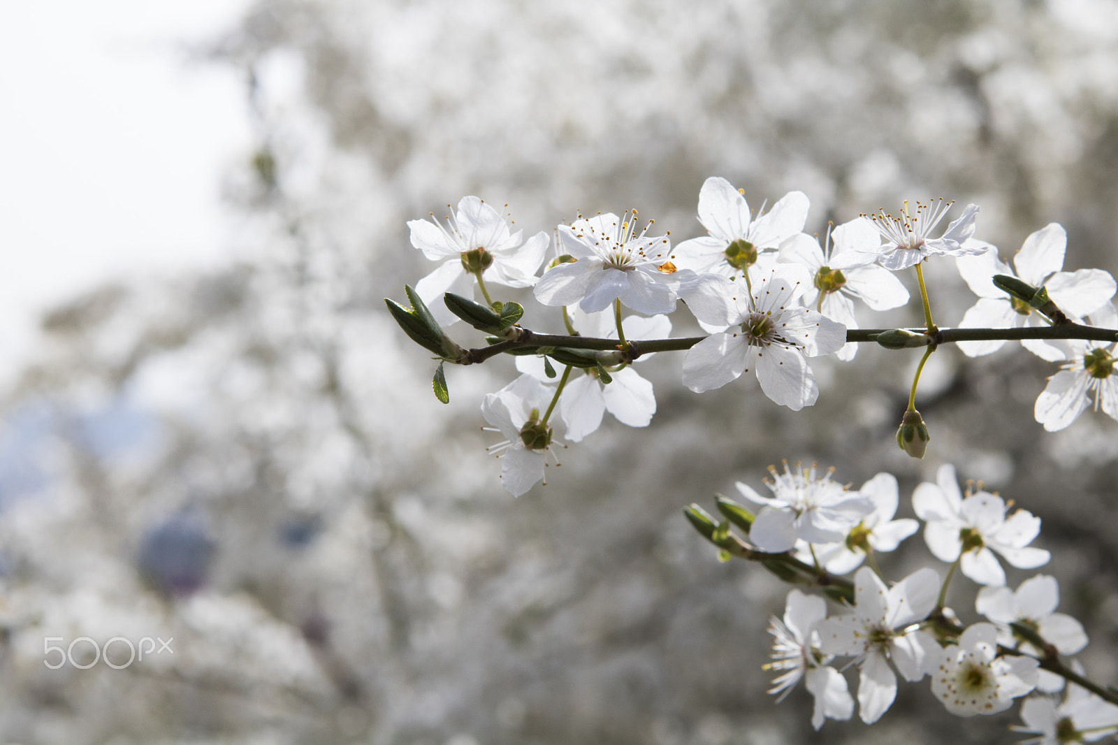 Canon EOS 750D (EOS Rebel T6i / EOS Kiss X8i) + Canon EF 24-70mm F2.8L USM sample photo. Beautiful spring photography