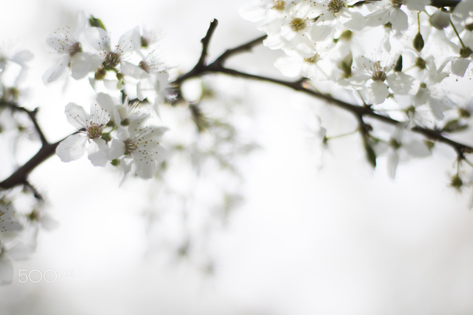 Canon EOS 750D (EOS Rebel T6i / EOS Kiss X8i) + Canon EF 50mm F1.4 USM sample photo. Beautiful spring photography