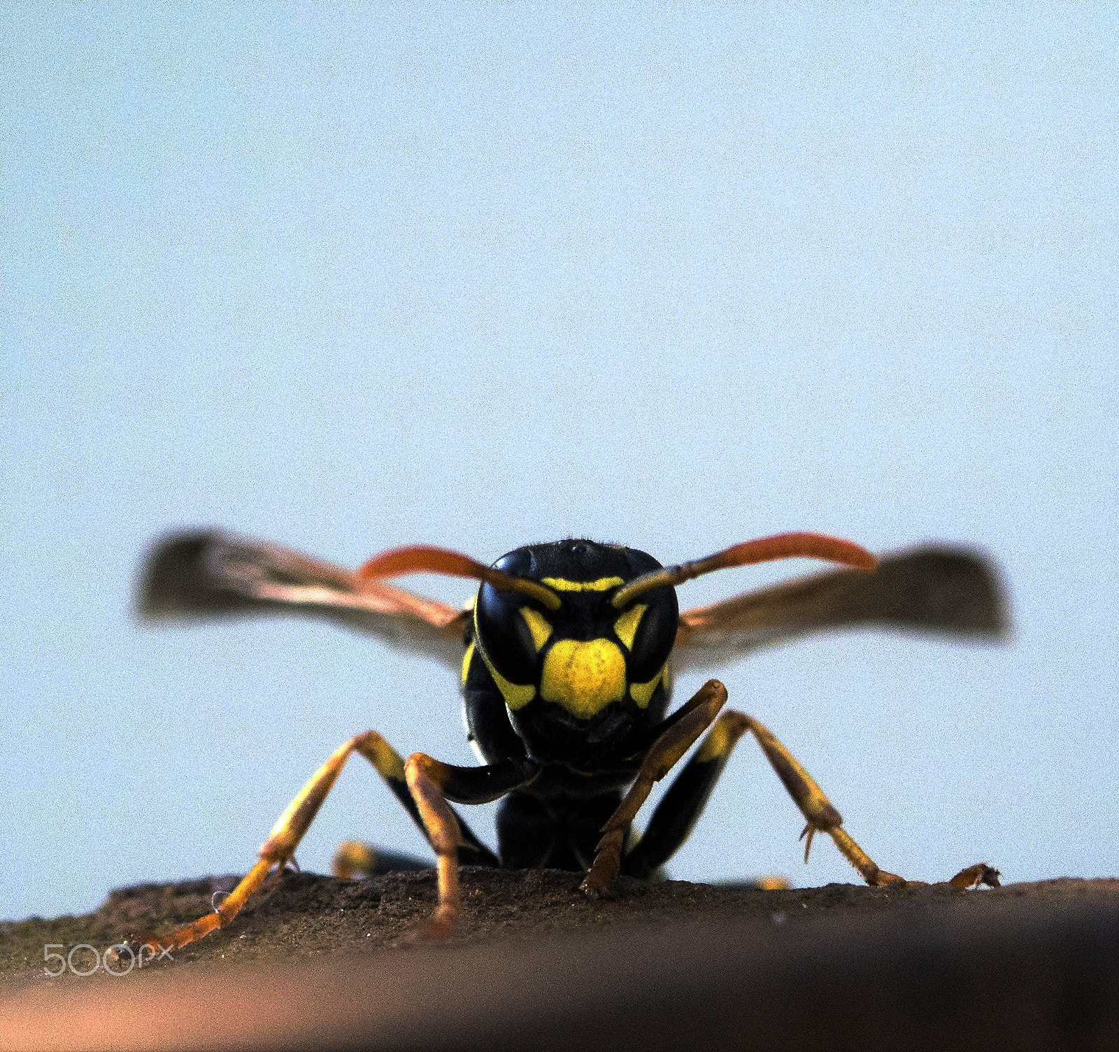 Nikon 1 V1 sample photo. Wasp - face to face photography