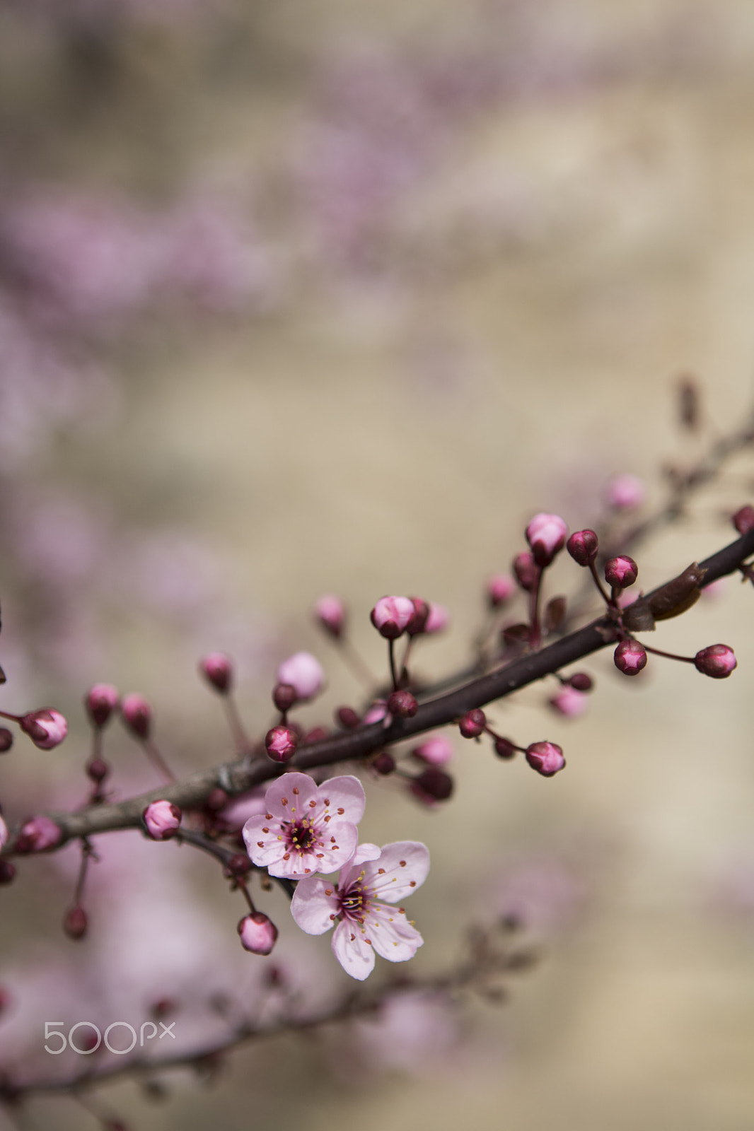 Canon EOS 750D (EOS Rebel T6i / EOS Kiss X8i) + Canon EF 24-70mm F2.8L USM sample photo. Beautiful spring photography