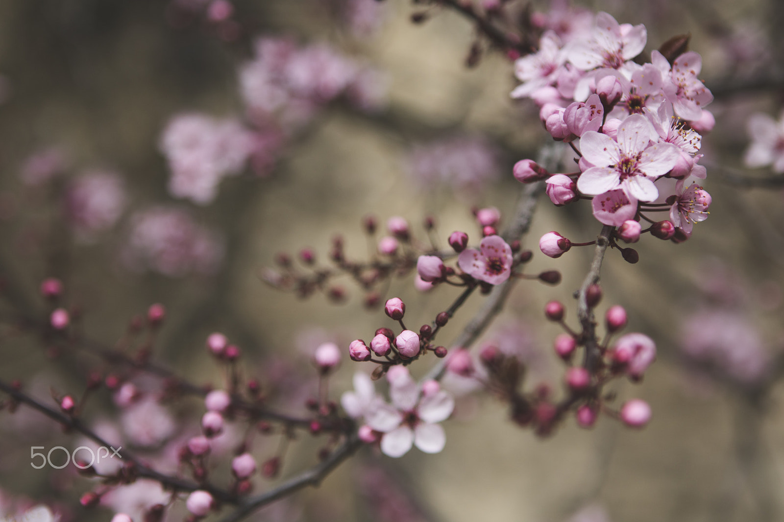 Canon EOS 750D (EOS Rebel T6i / EOS Kiss X8i) + Canon EF 24-70mm F2.8L USM sample photo. Beautiful spring photography