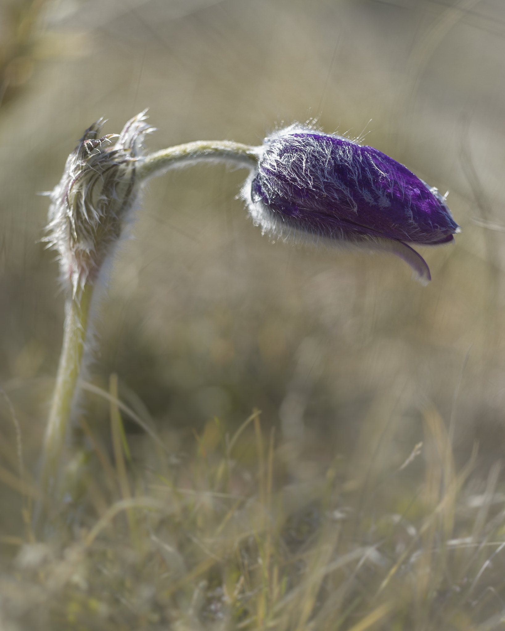 Sigma 150mm F2.8 EX DG Macro HSM sample photo. Belle des causses photography