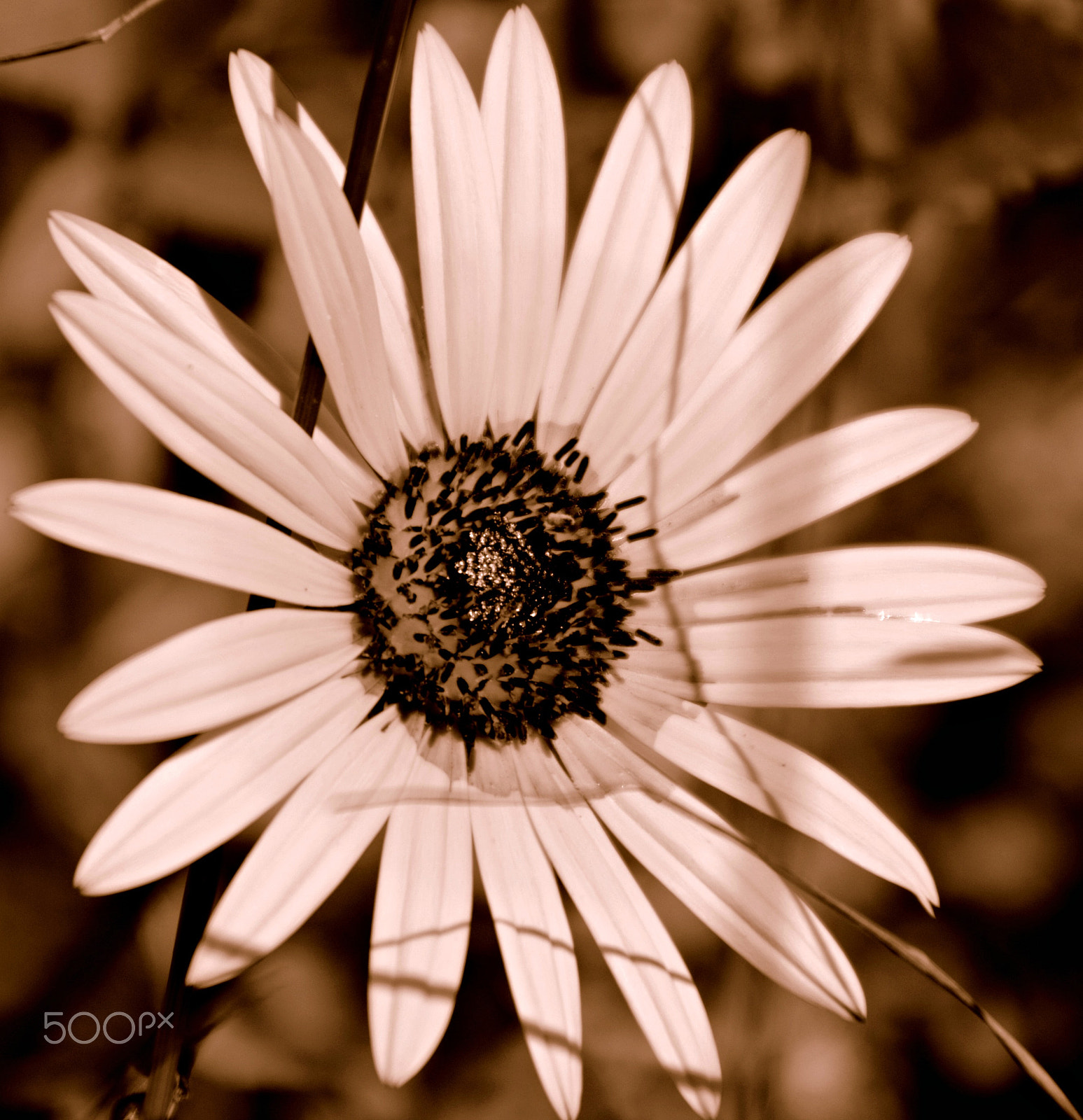 Canon TS-E 90mm F2.8 Tilt-Shift sample photo. Centre photography