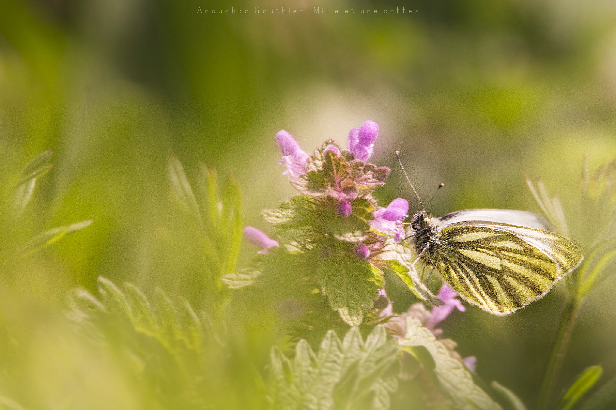 Tamron SP 150-600mm F5-6.3 Di VC USD sample photo. Pieris napi napi photography