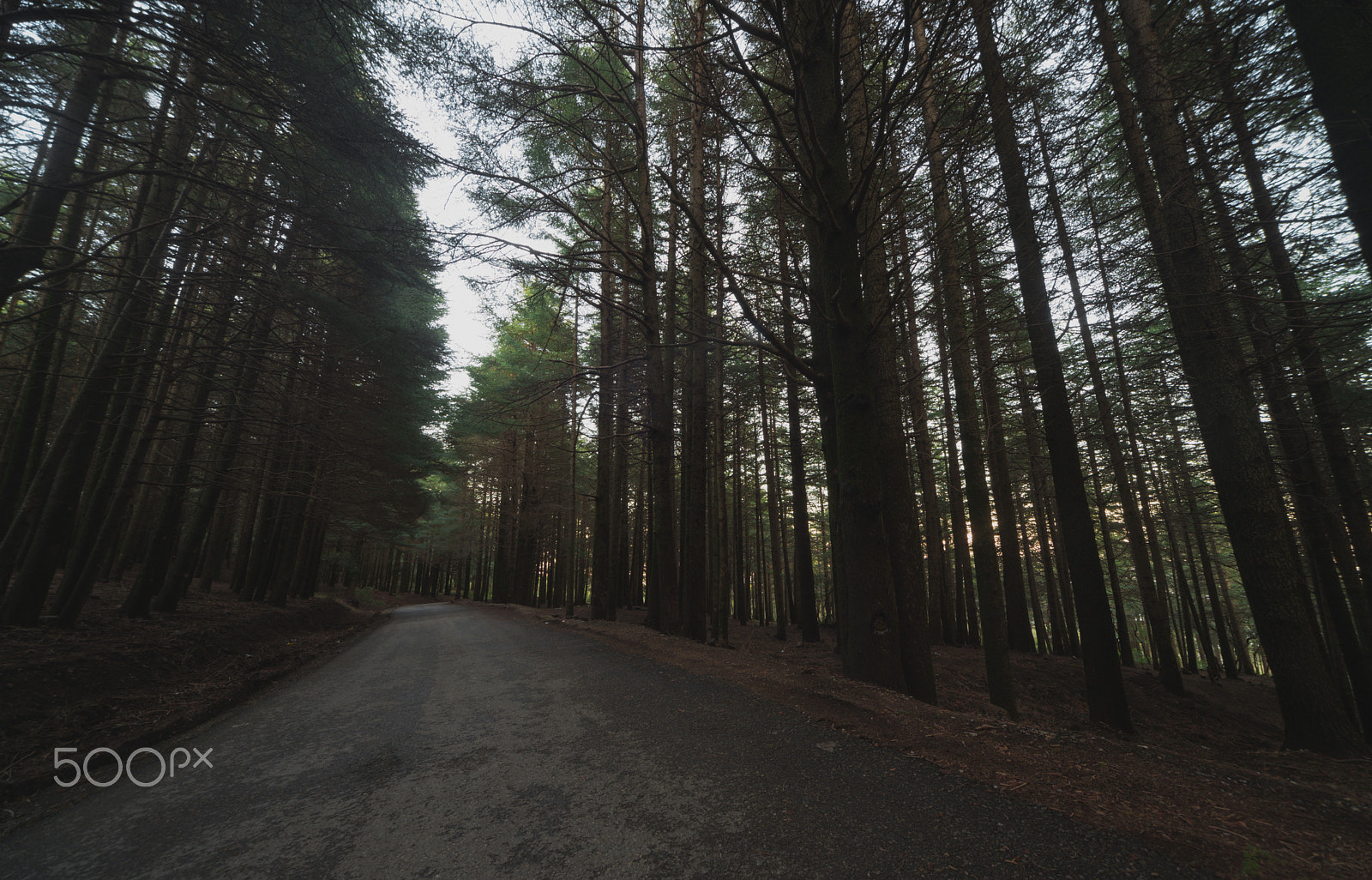 Nikon D610 + Sigma 12-24mm F4.5-5.6 EX DG Aspherical HSM sample photo. The road to the forest photography
