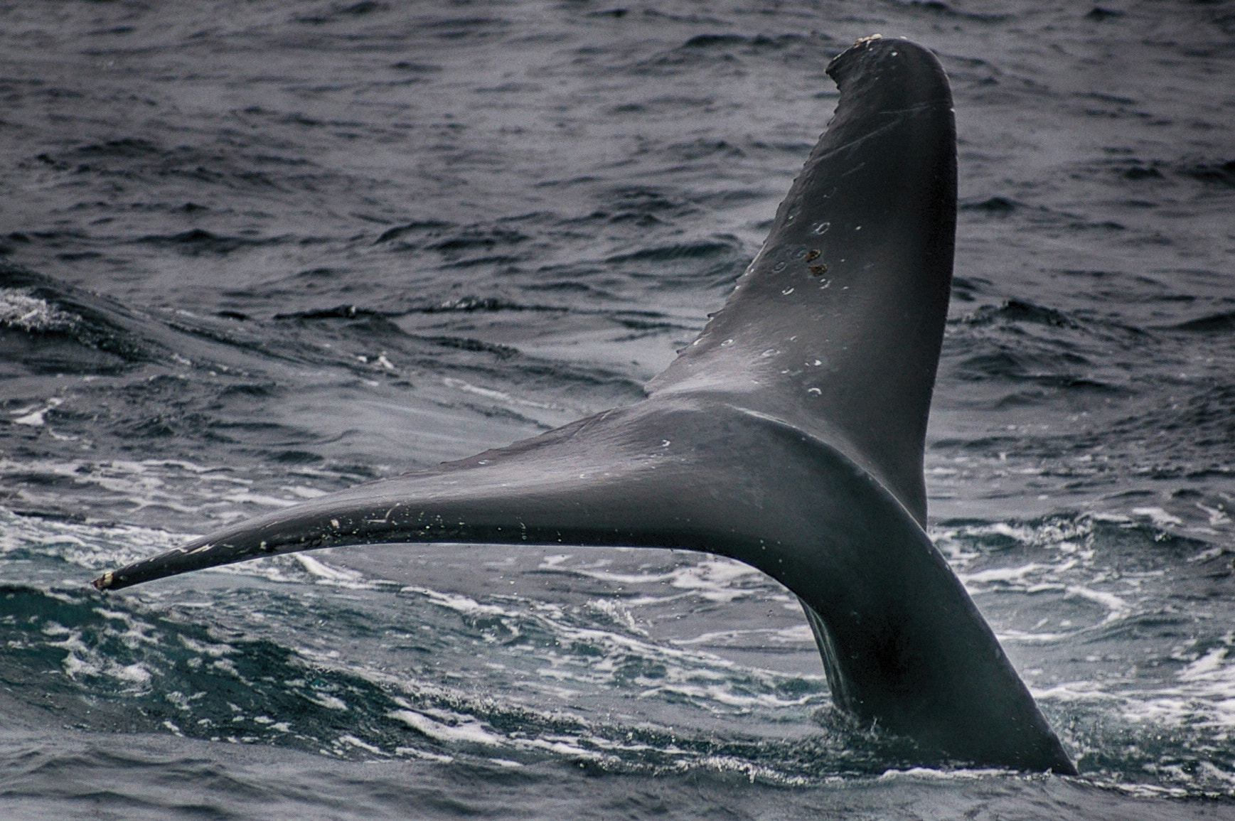 smc PENTAX-F 100-300mm F4.5-5.6 sample photo. Diving photography