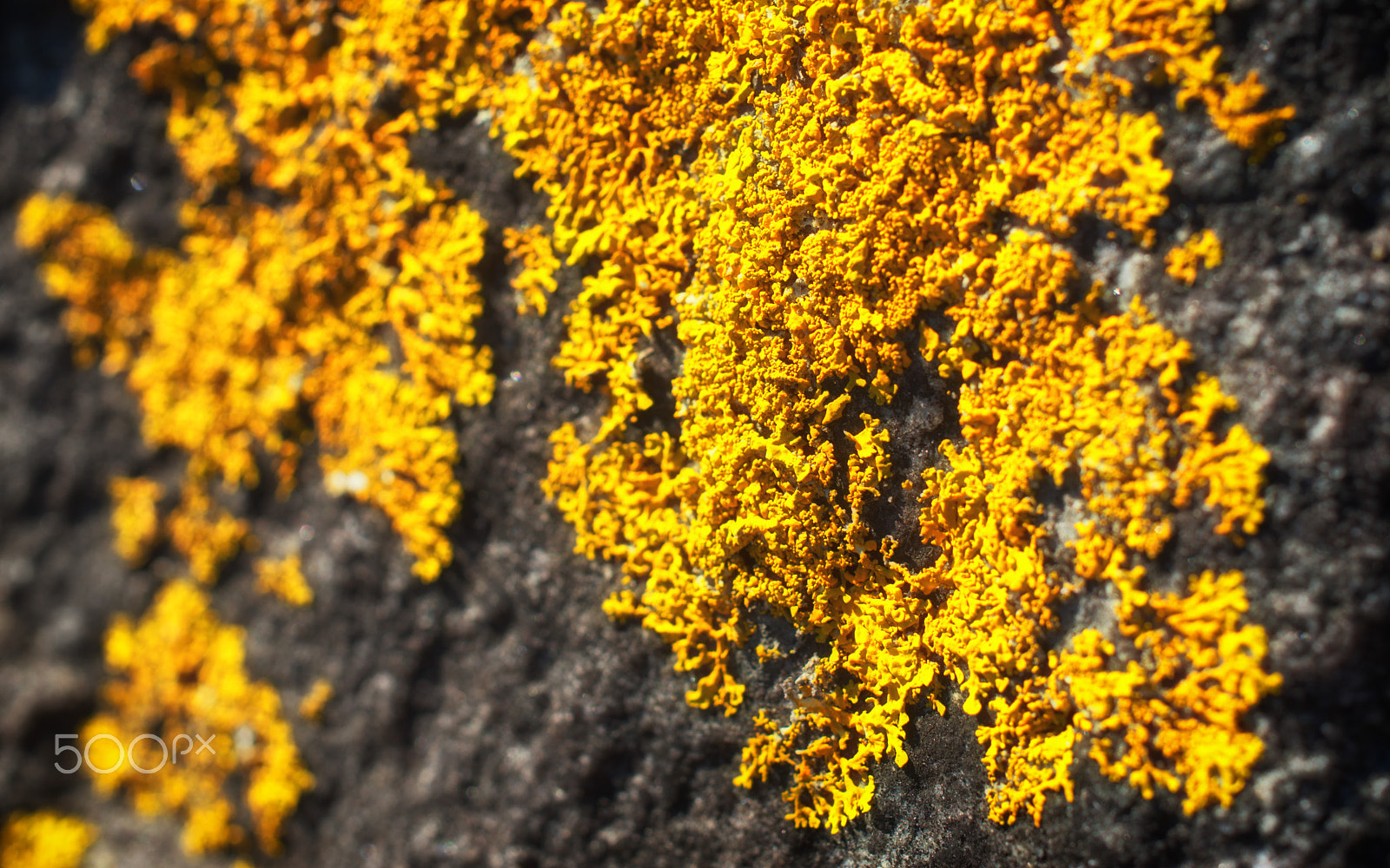 Pentax smc DA 35mm F2.8 Macro Limited sample photo. Sunny lichen photography