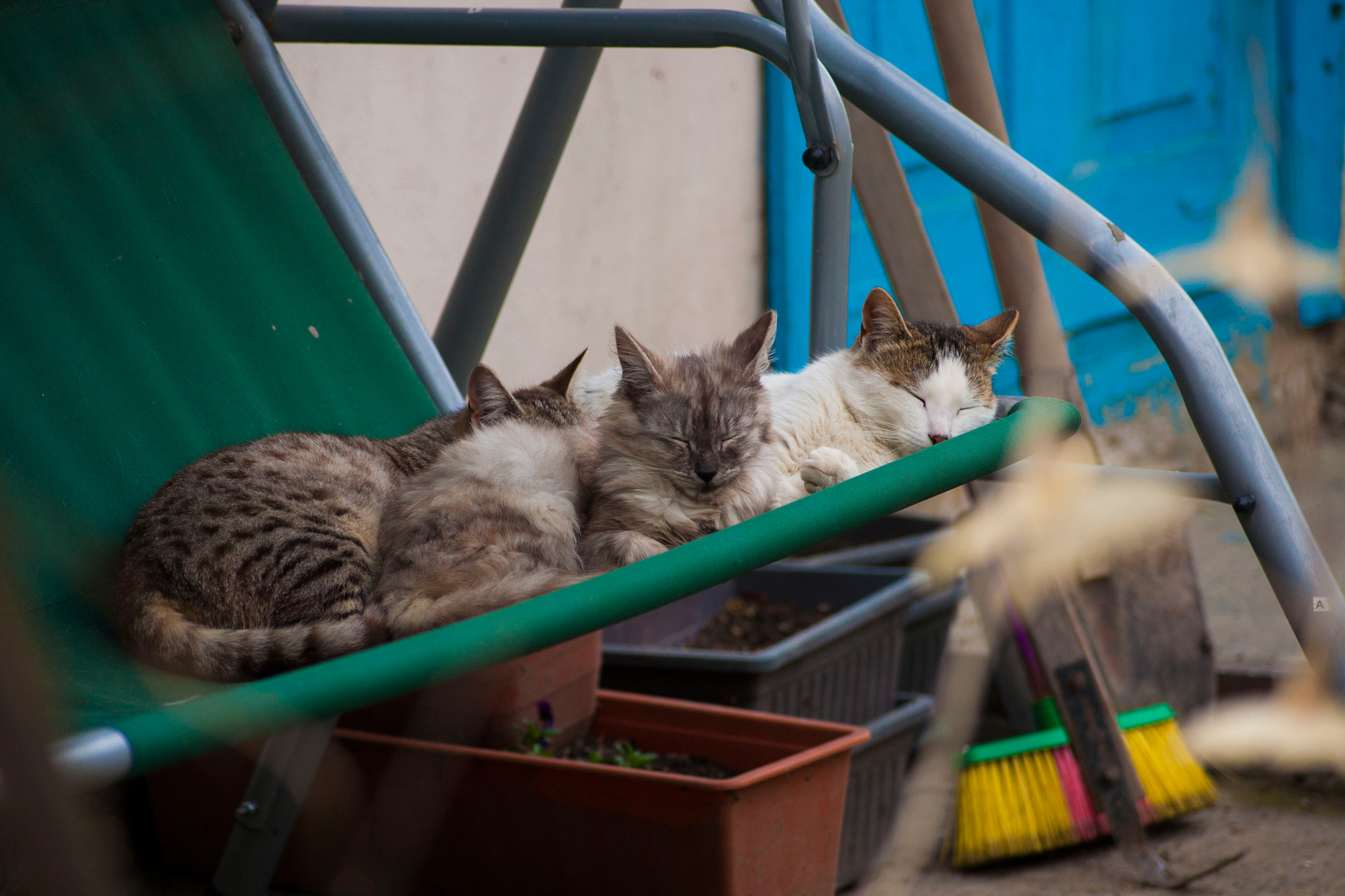 Sony Alpha DSLR-A700 + Sony DT 55-200mm F4-5.6 SAM sample photo. My lovely  cats photography