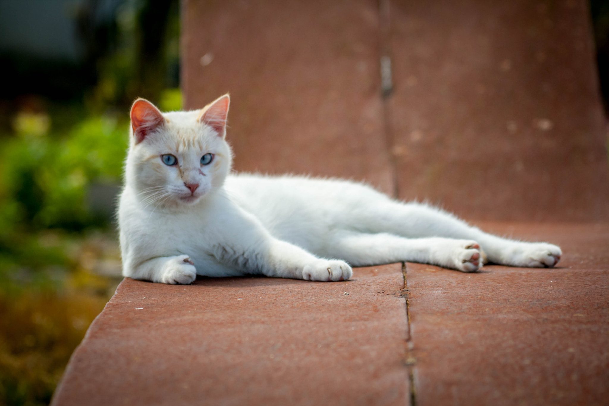 Sigma 70-300mm F4-5.6 APO DG Macro sample photo. Resting cat photography