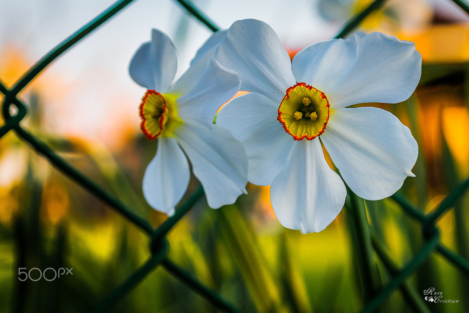 Samsung NX300M + Samsung NX 18-55mm F3.5-5.6 OIS sample photo. White daffodils photography