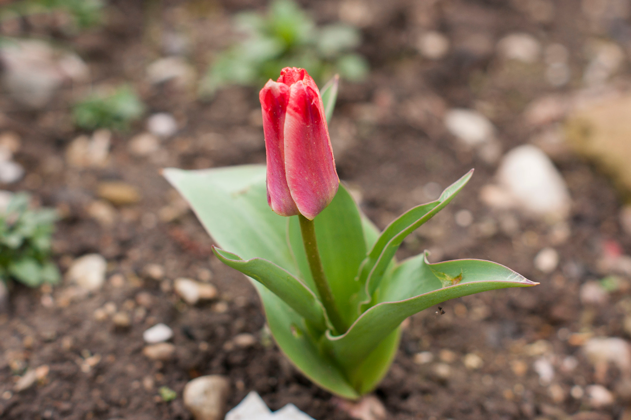 Sony Alpha DSLR-A700 + Sony DT 50mm F1.8 SAM sample photo. Flowers photography